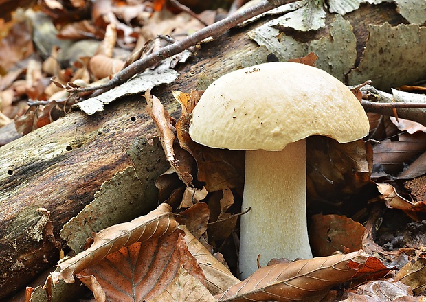 hríb smrekový Boletus edulis Bull.