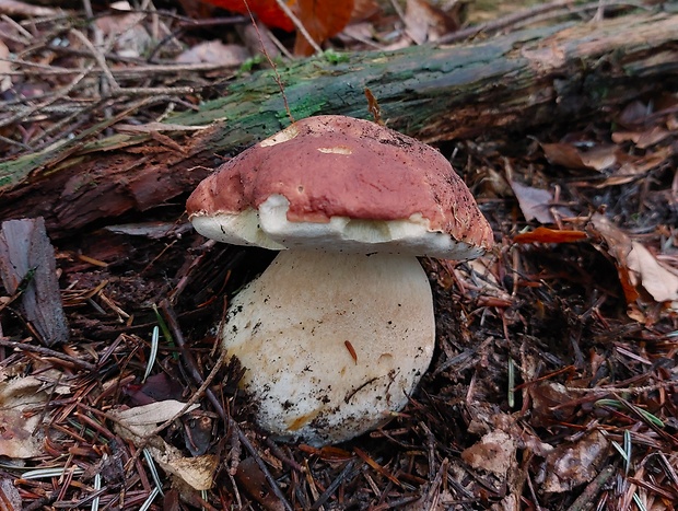 hríb sosnový Boletus pinophilus Pil. et Dermek in Pil.