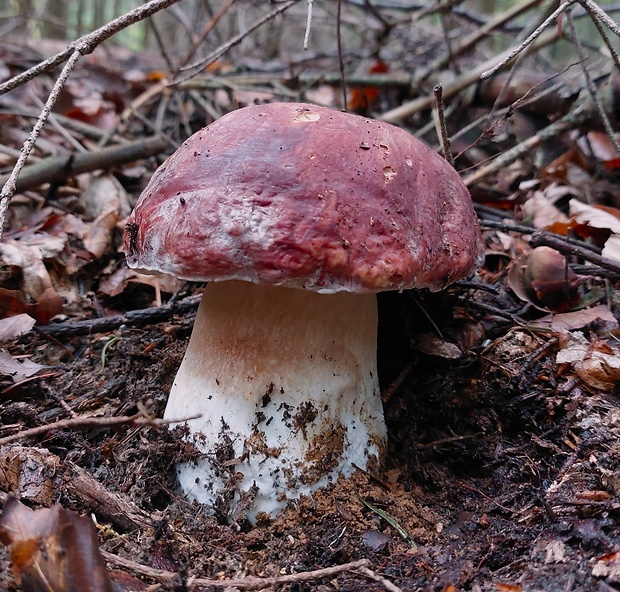 hríb sosnový Boletus pinophilus Pil. et Dermek in Pil.