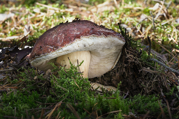 hríb sosnový Boletus pinophilus Pil. et Dermek in Pil.