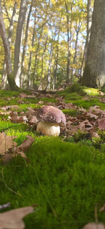 hríb sosnový Boletus pinophilus Pil. et Dermek in Pil.