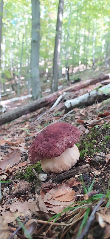 hríb sosnový Boletus pinophilus Pil. et Dermek in Pil.