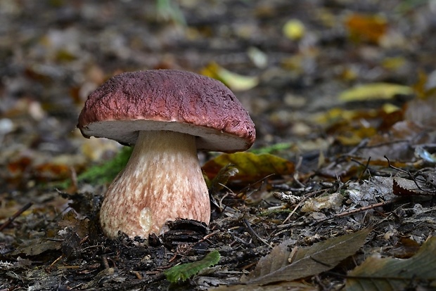 hríb sosnový Boletus pinophilus Pil. et Dermek in Pil.