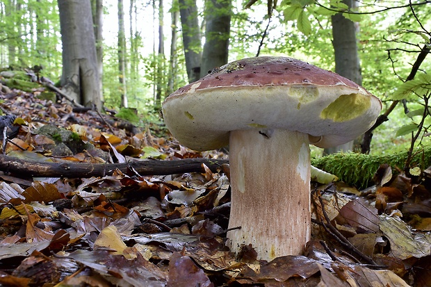 hríb sosnový Boletus pinophilus Pil. et Dermek in Pil.