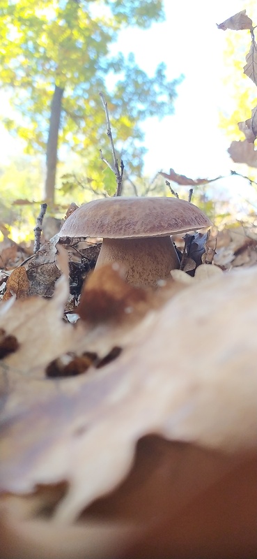 hríb dubový Boletus reticulatus Schaeff.