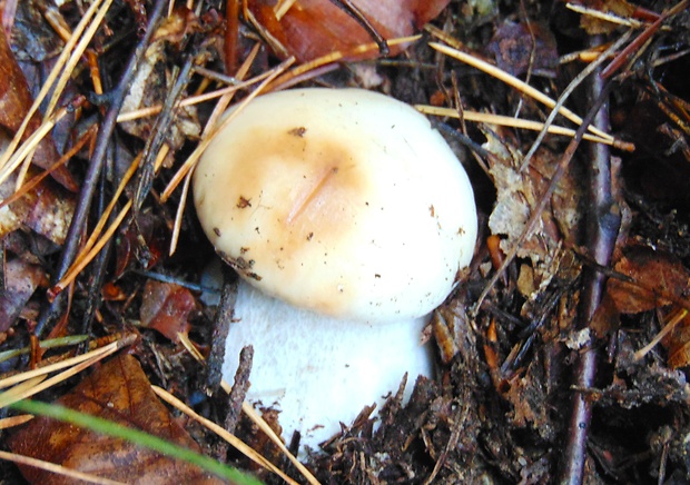 hríb Boletus sp.