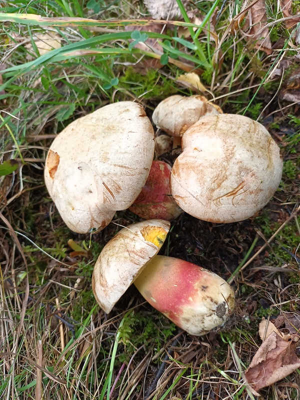 hríb striebristý Butyriboletus fechtneri (Velen.) D. Arora & J.L. Frank