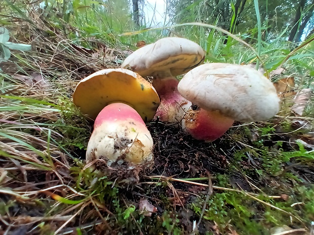 hríb striebristý Butyriboletus fechtneri (Velen.) D. Arora & J.L. Frank