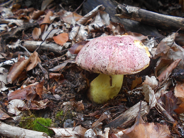 hríb kráľovský Butyriboletus regius (Krombh.) D. Arora & J.L. Frank