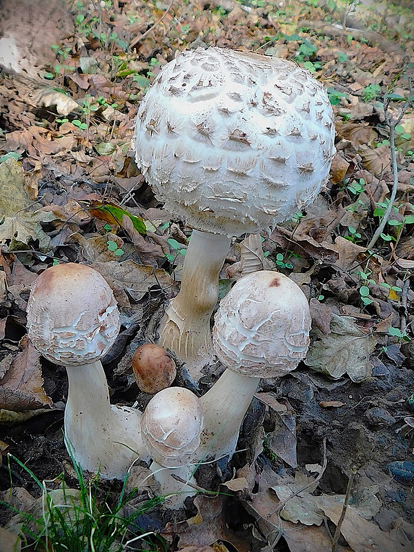 bedľa červenejúca Chlorophyllum rachodes (Vittad.) Vellinga