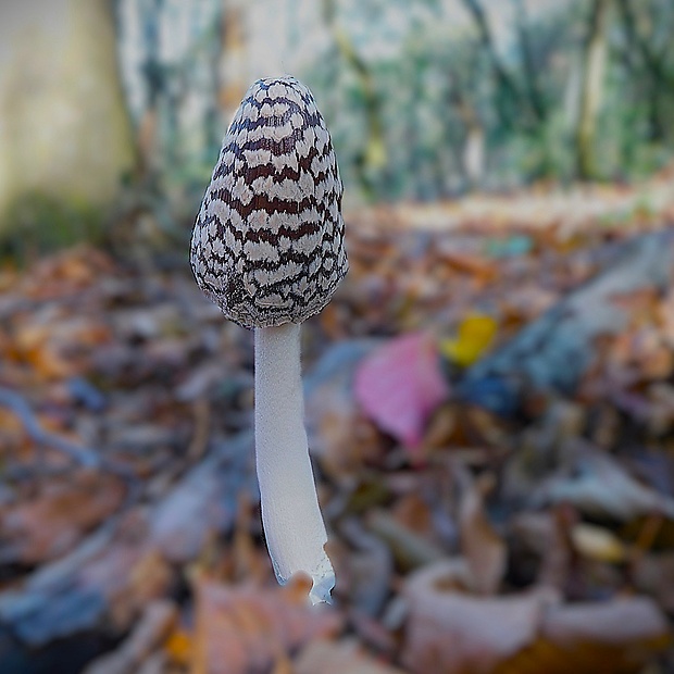 hnojník strakatý Coprinopsis picacea (Bull.) Redhead, Vilgalys & Moncalvo