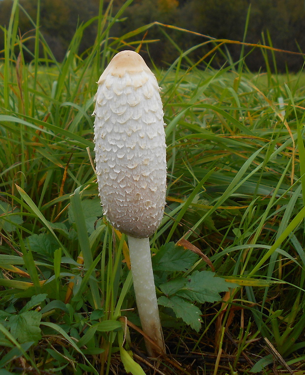 hnojník obyčajný Coprinus comatus (O.F. Müll.) Pers.