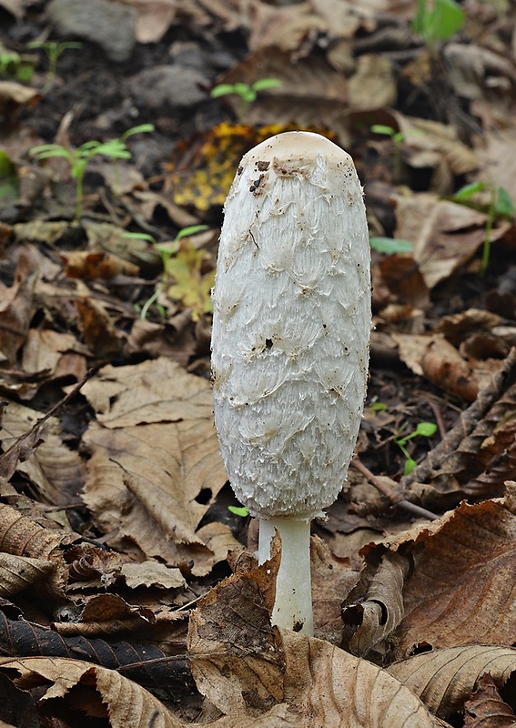 hnojník obyčajný Coprinus comatus (O.F. Müll.) Pers.