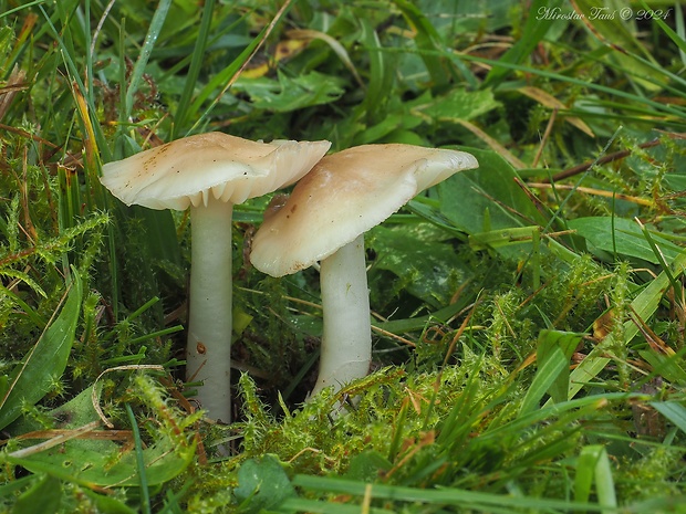 lúčnica výstredná Cuphophyllus fornicatus (Fr.) Lodge, Padamsee & Vizzini