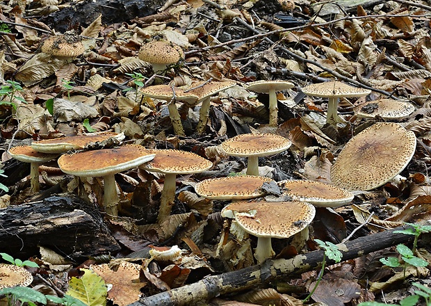 bedlička ostrošupinatá Echinoderma asperum (Pers.) Bon