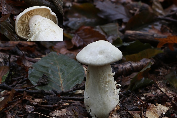 hodvábnica veľká Entoloma sinuatum (Bull.) P. Kumm.