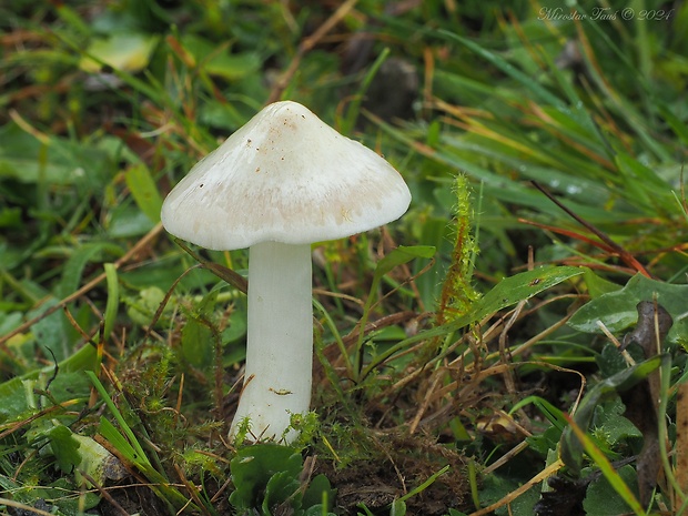 hodvábnica Entoloma sp.