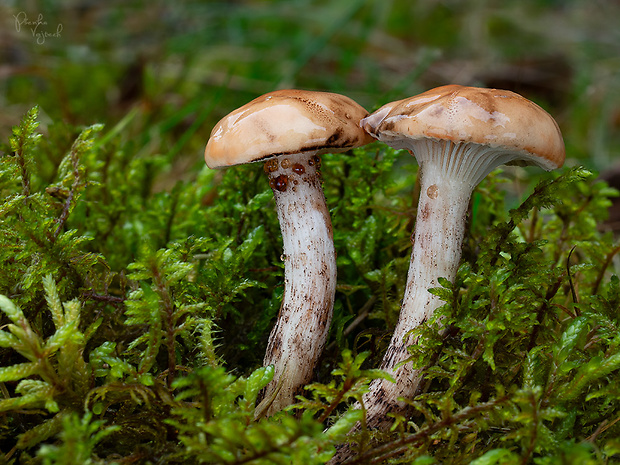 sliziak škvrnitý Gomphidius maculatus (Scop.) Fr.