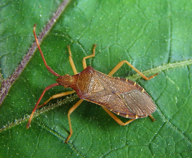 bzdocha Gonocerus acuteangulatus