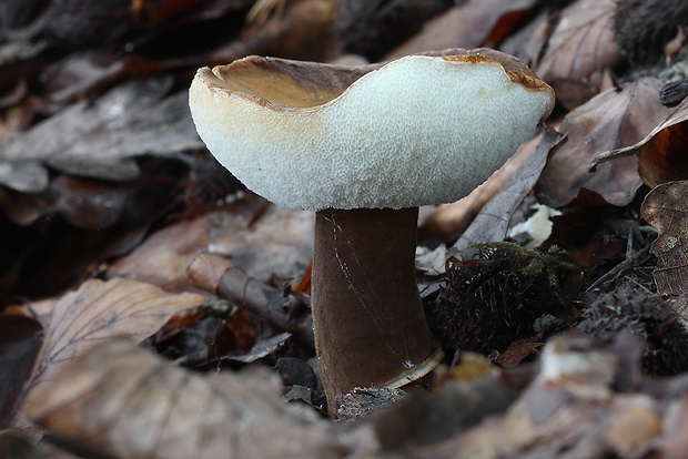 hríbnik gaštanovohnedý Gyroporus castaneus (Bull.) Quél.