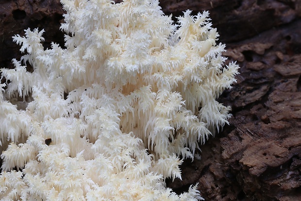 koralovec bukový Hericium coralloides (Scop.) Pers.