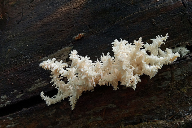 koralovec bukový Hericium coralloides (Scop.) Pers.