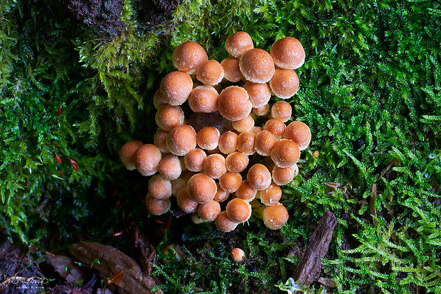 strapcovka tehlovočervená Hypholoma lateritium (Schaeff.) P. Kumm.