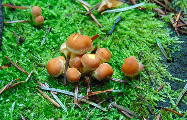 strapcovka tehlovočervená Hypholoma lateritium (Schaeff.) P. Kumm.