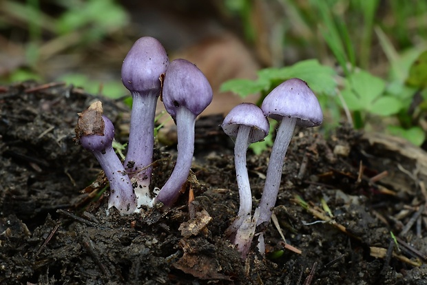 vláknica hlinovolupeňová Inocybe geophylla (Bull.) P. Kumm.