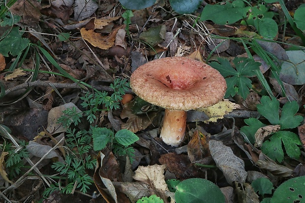 rýdzik kravský Lactarius torminosus (Schaeff.) Gray