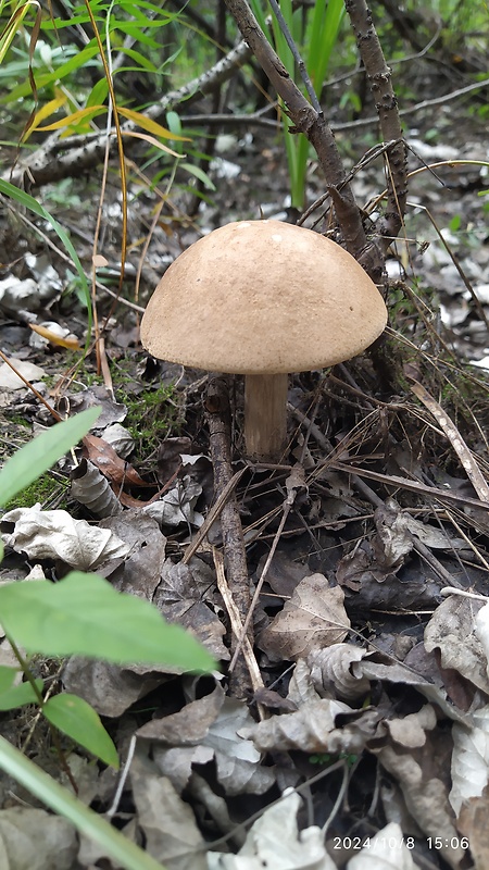 kozák Leccinum aerugineum (Fr.) Lannoy & Estadès