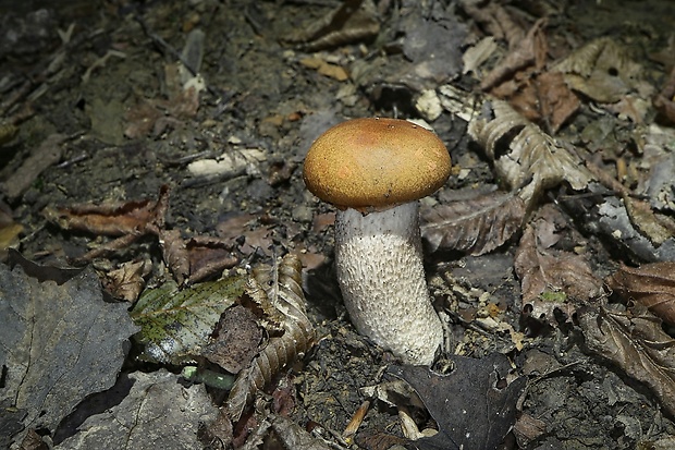 kozák osikový Leccinum albostipitatum den Bakker & Noordel.