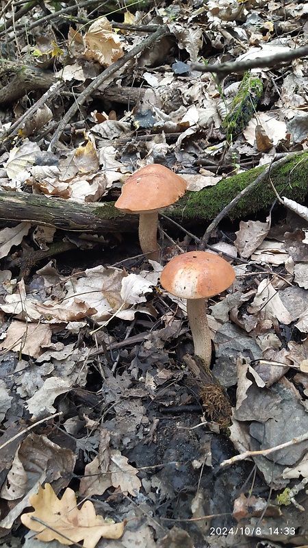 kozák Leccinum sp.