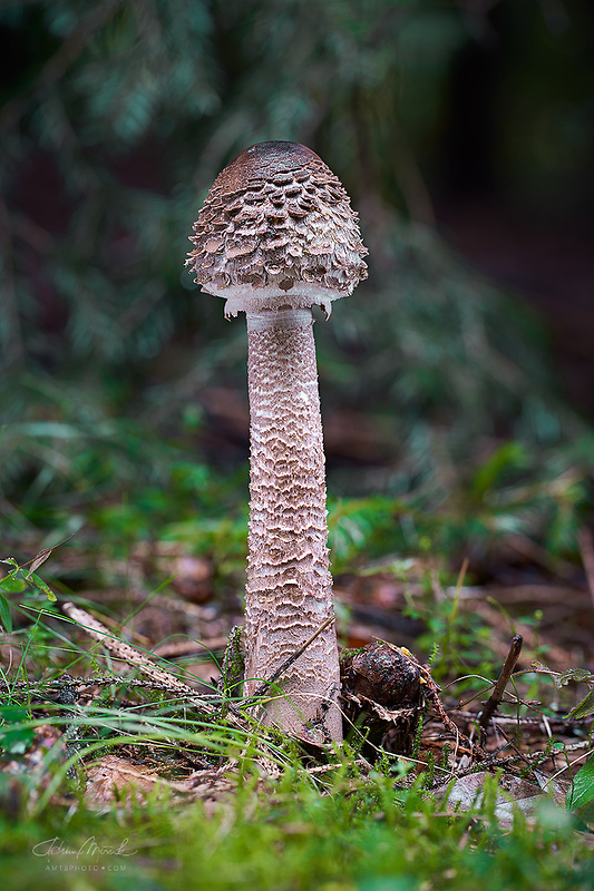 bedľa vysoká Macrolepiota procera (Scop.) Singer