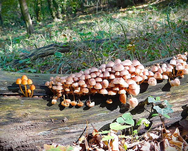 prilbička žltohlúbiková Mycena renati Quél.