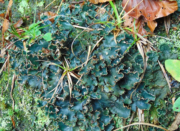 štítnatec Peltigera sp.