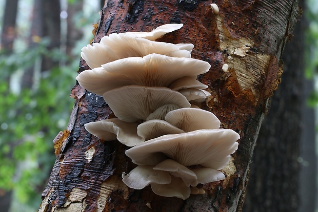 hliva buková Pleurotus pulmonarius (Fr.) Quél.