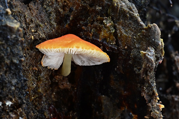 štítovka šarlátová Pluteus aurantiorugosus (Trog) Sacc.