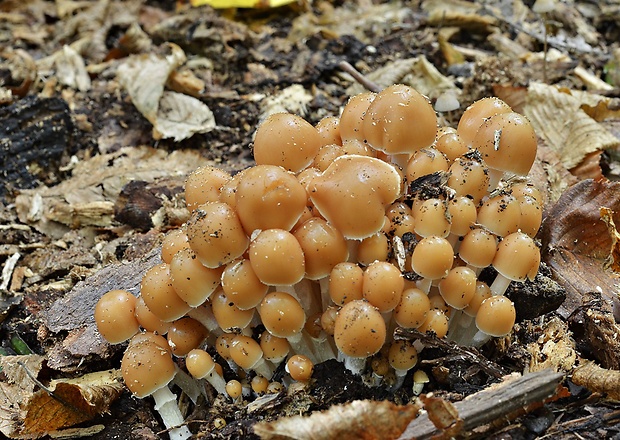 drobuľka trsovitá Psathyrella multipedata (Peck) A.H. Sm.