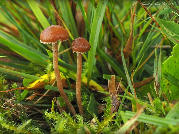 holohlavec Psilocybe sp.