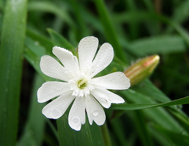 silenka biela pravá Silene latifolia subsp. alba (Mill.) Greuter et Burdet