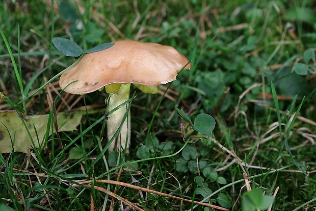 masliak zrnitý Suillus granulatus (L.) Roussel