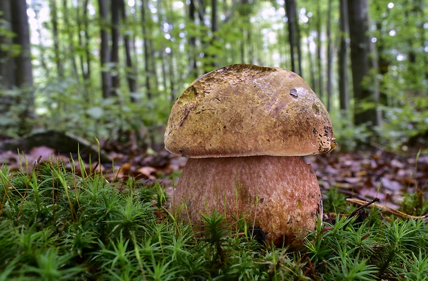 hríb zrnitohlúbikový Sutorius luridiformis (Rostk.) G. Wu & Zhu L. Yang