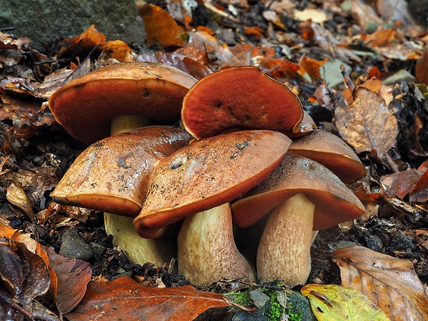 hríb zrnitohlúbikový Sutorius luridiformis (Rostk.) G. Wu & Zhu L. Yang