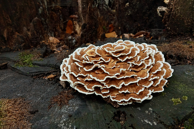 trúdnikovec pestrý Trametes versicolor (L.) Lloyd