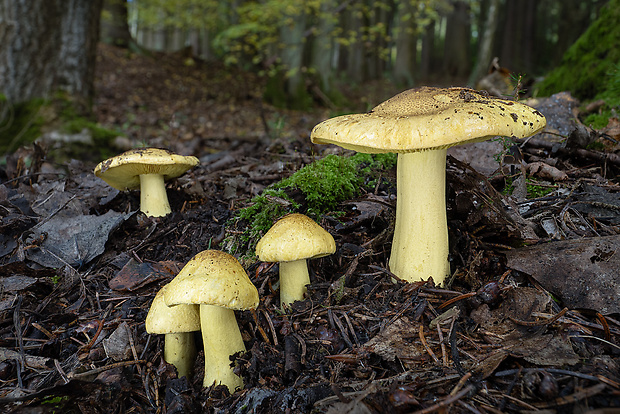 čírovka osiková Tricholoma frondosae Kalamees & Shchukin