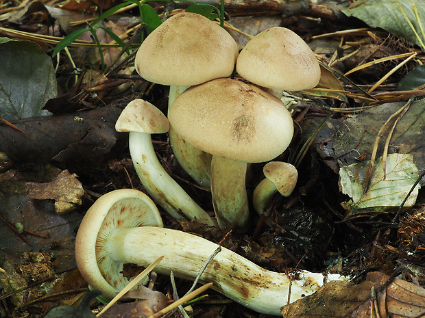 čírovka plavohnedá Tricholoma fulvum (Fr.) Bigeard & H. Guill.