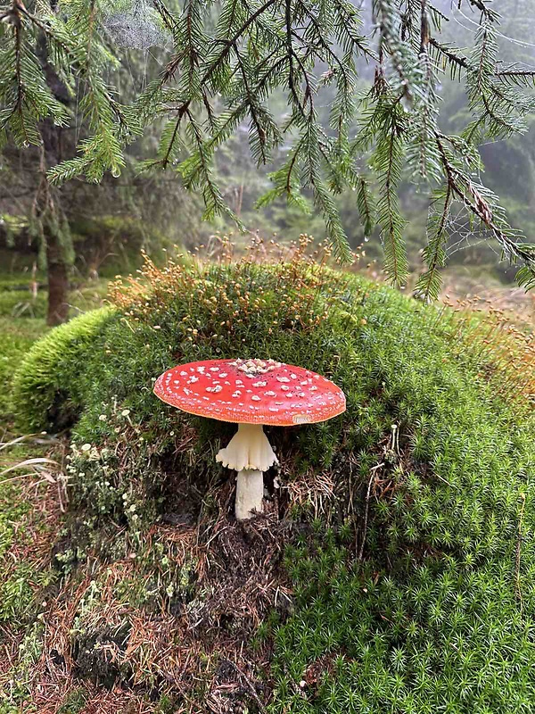 muchotrávka červená Amanita muscaria (L.) Lam.