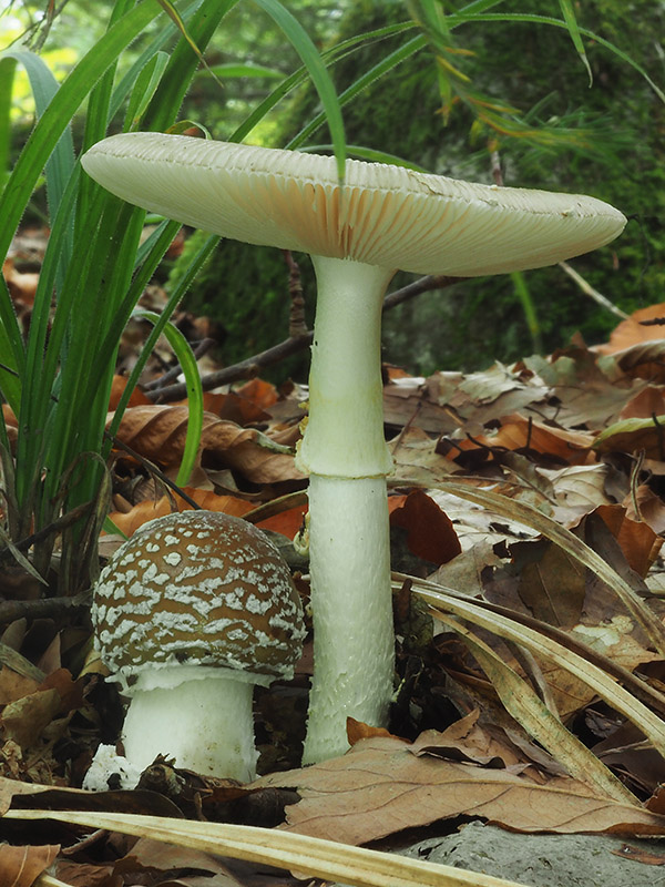 muchotrávka porfýrovosivá Amanita porphyria Alb. & Schwein.