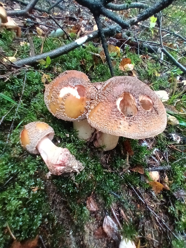 muchotrávka červenkastá Amanita rubescens Pers.